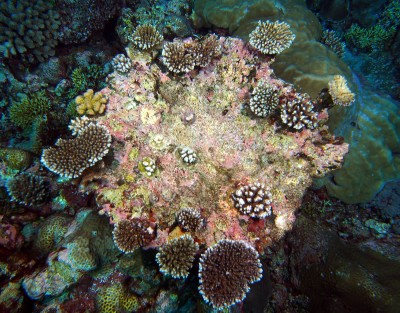 Pocillopora and Acropora recruits on dead table Acropora