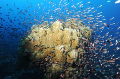 Porites coral at Darwin Island Galapagos