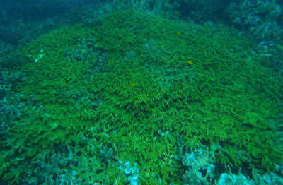 Porites cylindrica