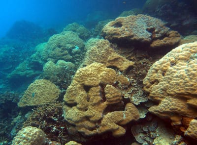 Porites lobata