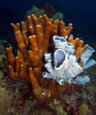 Psammocora digitata and blue sponge