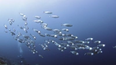 Large school of longjawed mackerel (Rasrelliger kanagurta)