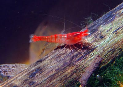 a larger shrimp found in the marine lakes of Anguar