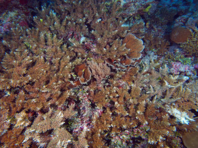 bottlebrush thicket with plates of Merulina sheet coral