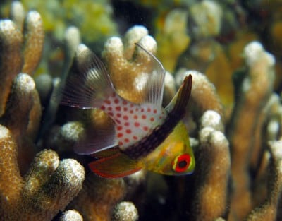 Cardinalfish, Sphaeramia nematoptera, Nikko Bay, Airai Complex, Rock Islands, Palau