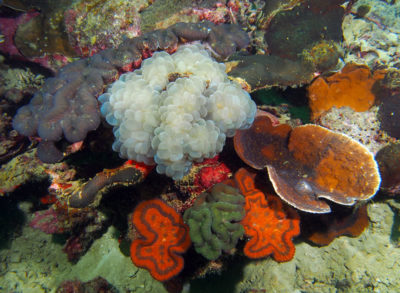 Colorful, sediment tolerant corals such as bubble coral (Plerogyra), lobe coral (Lobophyllia), chalice coral (Echinopora) and lobed brain coral (Symphyllia), Nikko Bay, Airai Complex, Rock Islands, Palau