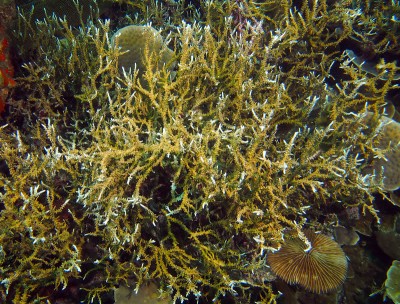Fragile branching corals, Airai Complex, Rock Islands, Palau