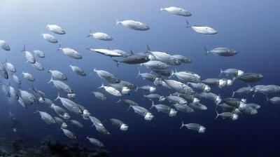 longjawed mackerel feeding