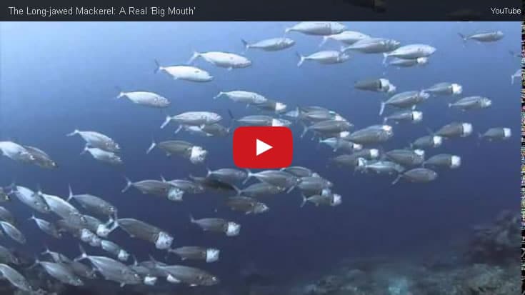 Longjawed Mackerel: A 'Big Mouth' (KSLOF)Living Oceans Foundation