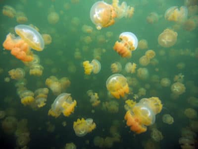 swarm of golden jellyfish looks like mushroom pea soup