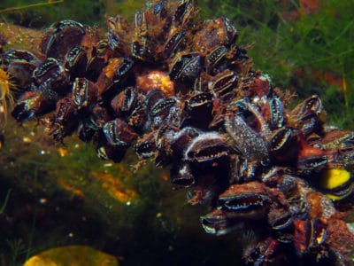 A group of mussels (Brachidontes) with shells colonized by encrusting sponges