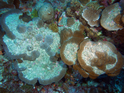 regrowth of Porites after coral bleaching mortality