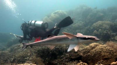 Remoras surrounding research diver at Palau.