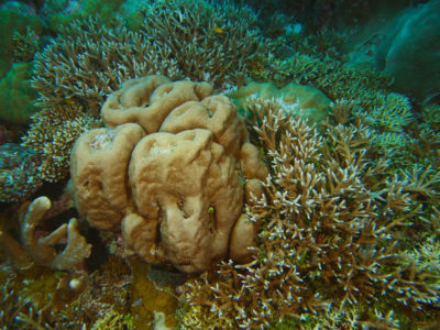 staghorn thickets engulfing a massive Gardinoseris colony