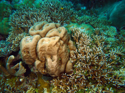 thickets of staghorn coral among a massive gardinoseris colony