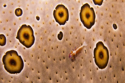 A tiny Emperor Shrimp (Periclimenes imperator) found while inspecting a sea cucumber closely