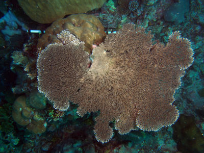 Acropora clathrata