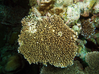 Acropora cytherea