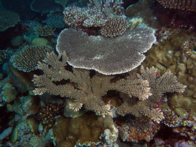 Coral Taxonomy: Acropora hyacinthus (middle) A spicifera (bottom) and A cytherea (side and top)