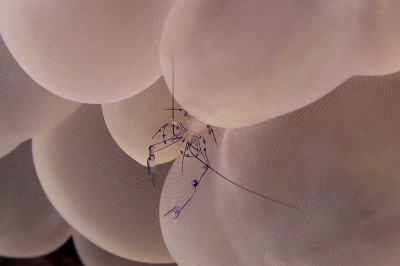 The nearly transparent Bubble Coral Shrimp (Vir philippinensis) is only visible due to its thin purplish edging while hiding within the pseudotentacles of the Bubble Coral (Plerogyra sinuosa) on which it is found.