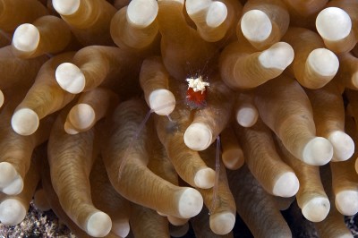 Detail of the Mushroom Coral Shrimp (Periclimenes kororensis) with the red forebody and ragged white head patch