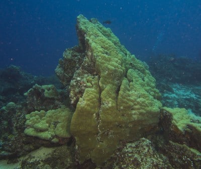 During Super Typhoon Bopha, some of the largest massive Porites colonies were dislodged and overturned