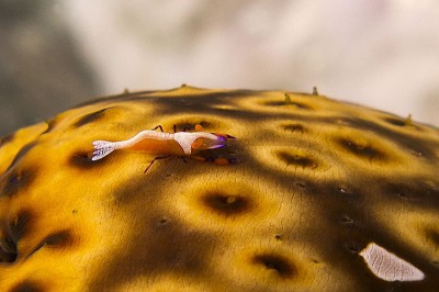 Emperor Shrimp can be distinguished from the similar appearing Sea Star Shrimp by their choice of host and the larger orange claw arms with purple joints and claws