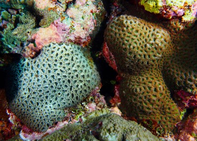 Coral Taxonomy: Favia matthaii left and Montastrea valenciennesi right