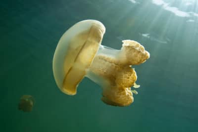 Jellyfish Lake, Palau