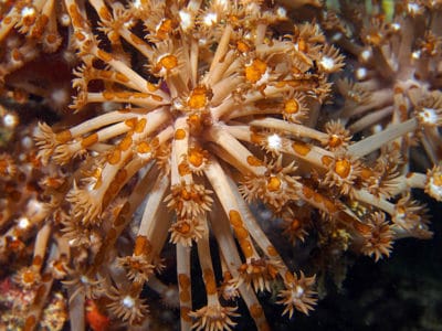 Goniopora sp, host for acoel flatworms