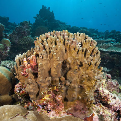 Heliopora coerulea blue coral variety