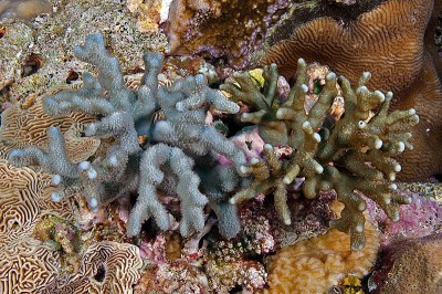 Heliopora coerulea blue coral variety