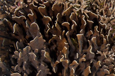 Heliopora coerulea dark brown thin bladed form of blue coral.