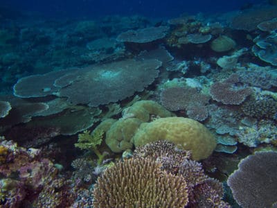 Over time, some of the larger, long lived species such as Pocillopora and the larger table acroporids can dominate in shallow water