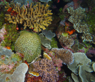 On reefs that have not been disturbed for many years, a high diversity community can become established.