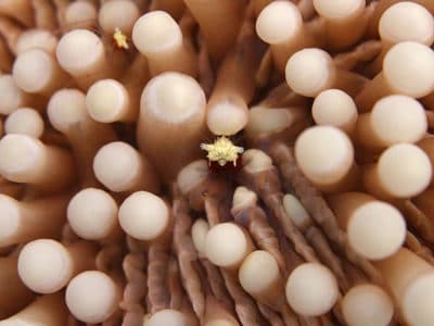 Most corals contain a mated pair of shrimp. Larger female in center with smaller male visible in upper left corner.