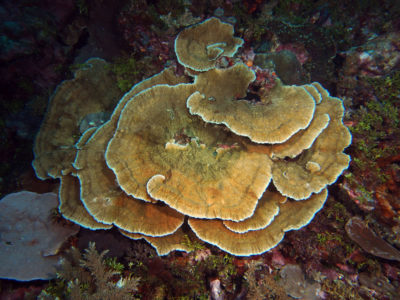 Montipora foliosa