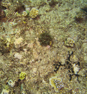 Palau northern coral reef one year after Super Typhoon Bopha