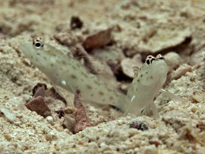Sand Shrimpgoby - Ctenogobiops feroculus