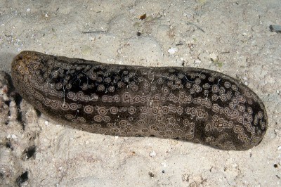 Sea cucumbers like this undescribed species of Bohadschia are often host to a number of species including shrimp