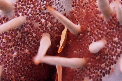 The Crown-of-thorns Sea Star (Acanthaster planci) is also host to the Sea Star Shrimp