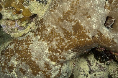 The Porites lobata colony where I first noticed the acoel flatworms (Waminoa sp)