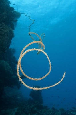 The coiled WireWhip Coral (Cirrhipathes sp.) is black coral which is host to several species of crustaceans and the Whip Goby (Brianinops yongei)