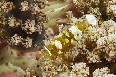 The colorful Peacock-tail Anemone Shrimp (Periclimenes brevicarpalis) finds safety among the beautiful but dangerous tentacles of this fire anemone