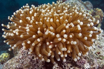The host, Long Tentacle Mushroom Coral (Heliofungia actiniformis), with the shrimp barely visible lower center