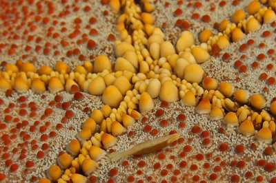 The tiny elongate Sea Star Shrimp (Periclimenes soror) finds protection, mobility and food in association with sea stars