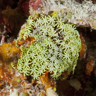 While the polyps of most of the small colonies of Tubipora had pale cream colored polyps, this colony had vibrant fluorescent yellow polyps. The camera strobe unfortunately diminishes much of the fluorescence and colony was much more stunning to the naked eye.