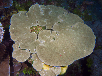 Coral Taxonomy: a different species of plating Montipora