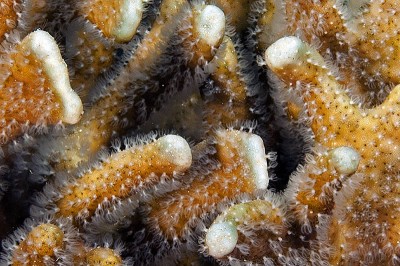 Blue Coral colony with its small fuzzy white polyps extended
