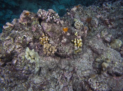 Two years after the storm, several species of corals such as Pocillopora, Stylophora and Acropora have reached sizes of 3-5 cm and a fewer smaller massive corals are present.